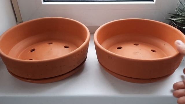 Красивейшее цветение кактуса!!! 22 июля 2022 г. смотреть онлайн