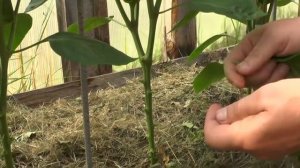 Два основных подхода в формировании перцев