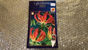 ГЛОРИОЗА РОТШИЛЬДА ПОСАДКА КЛУБНЕМ / GLORIOSA ROTHSCHILD PLANTING TUBER