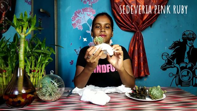 Succulents unboxing | Garden Diary | தமிழ் смотреть онлайн