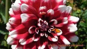 Георгина декоративная Пичес & Крим ? обзор: как сажать, рассада георгины Пичес & Крим