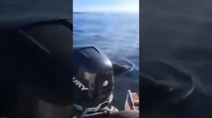 Хорошие люди помогли животным