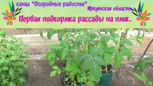 Первая подкормка рассады на ПМЖ.