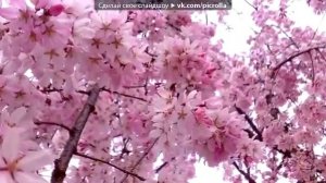 ЯПОНСКАЯ ВИШНЯ под музыку Классическая японская музыка Цветущая вишня Picrolla