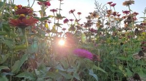 Научи меня,Боже,любить Тебя,всем умом своим,всем помышленьем!