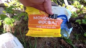 ??Как ускорить вызревание лозы винограда. Начало окрашивания винограда. Виноград.