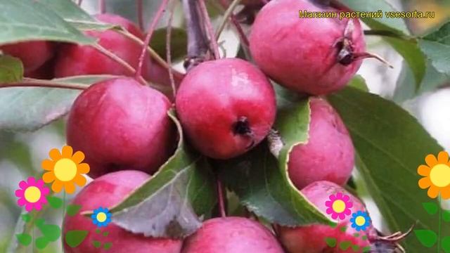 Яблоня Маковецкого (Яблоня). Краткий обзор, описание характеристик, где купить, саженцы смотреть онлайн
