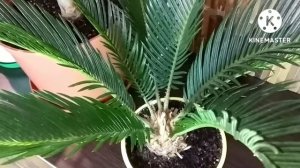 Мои пальмы ???