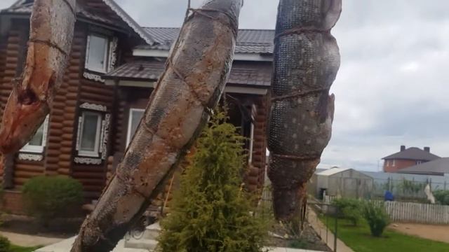 АССОРТИ для КОПЧЕНИЯ! Рыбка на все вкусы.( Судак. Щука. Лещ. ) смотреть онлайн