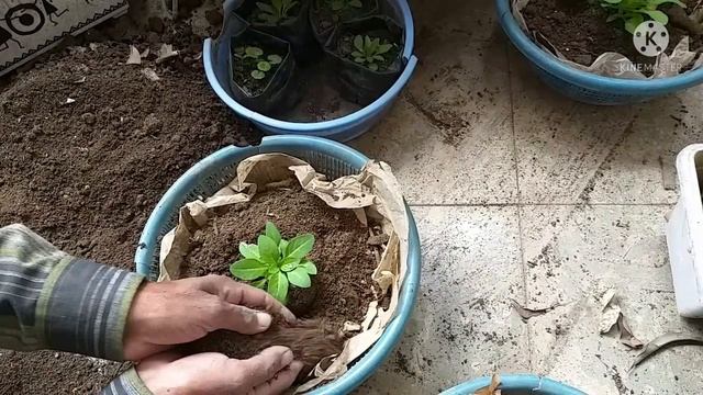 How To Grow Petunia Flowers From Seeds/Care &Tips/बीज से लगे पिटूनिया के पौधे और फूल/Titbits Of Lif