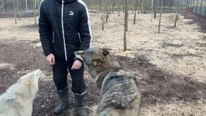 Опасная борьба с крупным Волком. Дикий зверь рвёт одежду. Последствия после Игры.