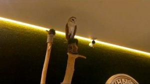 Совиный дом