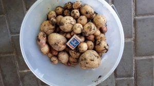 РАННЯЯ КАРТОШКА ПОД СЕНОМ - УРОЖАЙ собираю руками, без лопаты 25 июля  Архив 2019 года