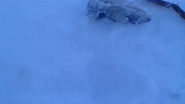 РЕКА ДОН!Рыбалка!БИРЮК.1.02.2018