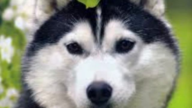 Песня моя девочка хаски смотреть онлайн