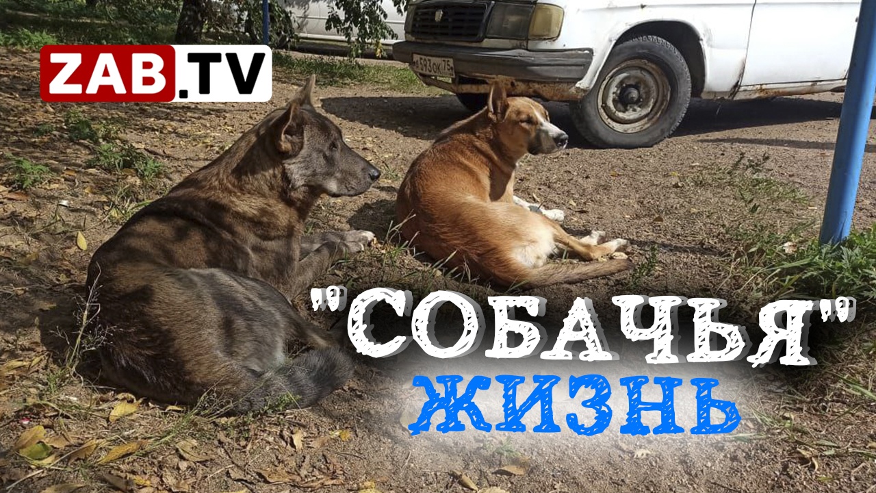 Сюжет ЗАБТВ заставил чиновников отреагировать на проблему с бездомными собаками