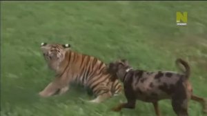 Дружба тигра и собаки