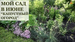 Мой сад в июне / Алёнин сад