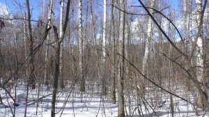 Охота с лайками на лося с подхода. По беличьим следам. 1 серия