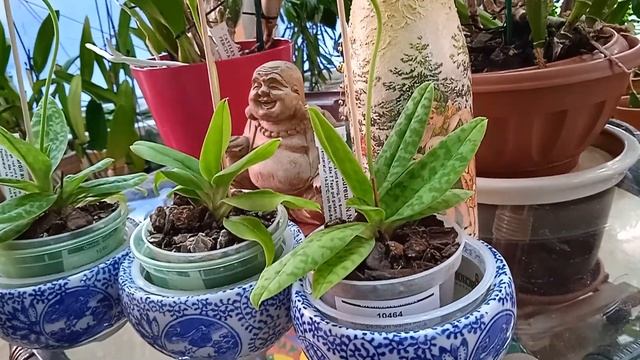 Paphiopedilum wardii aureum N.Nakamura. Японская миниатюра смотреть онлайн