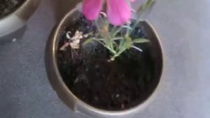 Розы выращенные из семян