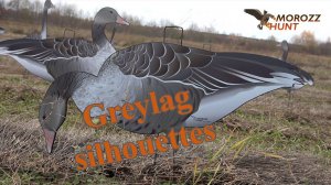 Презентация профилей Серых гусей