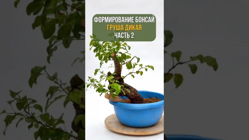 Формирование бонсай. ГРУША ДИКАЯ. Часть 2.