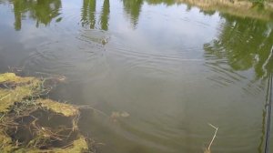 Рыбалка на реке Цимла август 2016