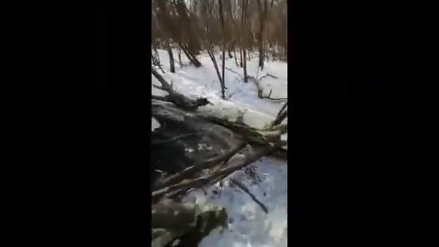 Дошли до берега!!!!!Встретили волка смотреть онлайн