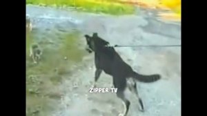 КОГДА НЕ ЗАССАЛ И ЗАСТУПИЛСЯ 2