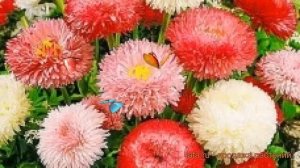 Маргаритка обыкновенная Микс ? маргаритка Микс обзор: как сажать семена маргаритки Микс