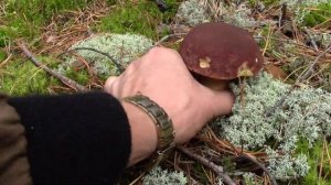 Такого Вы ещё не видели! Сбор белых грибов наоборот. За грибами в сосновый лес.