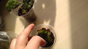 Результат укоренения Бегонии Элатиор?