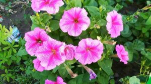 Цветник: Лилии, петунии и другие цветы на нашем участке.