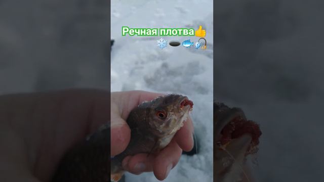 РЫБАЛКА на МОРМЫШКУ 🐟🎣🐟🌊🐟🎣🐟🌊🐟🌅🌲🌲🌲🌲🌲🏞️☃️❄️