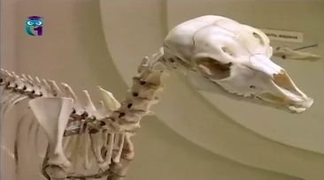 Палеонтологический музей. Млекопитающие