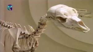 Палеонтологический музей. Млекопитающие