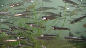 Anchovy, Feeding. Анчоус, кормление (1478sp)