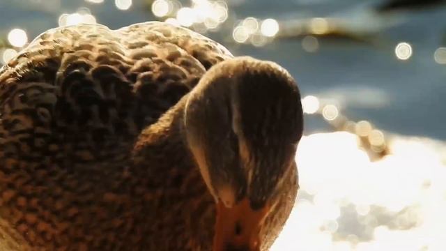 Зимующие утки Минска. Nikon Coolpix P900 смотреть онлайн