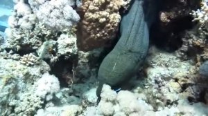 Огромная мурена в красном море ?