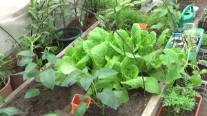 Ранний огурец Зена, Японской селекции. Пора в грунт.