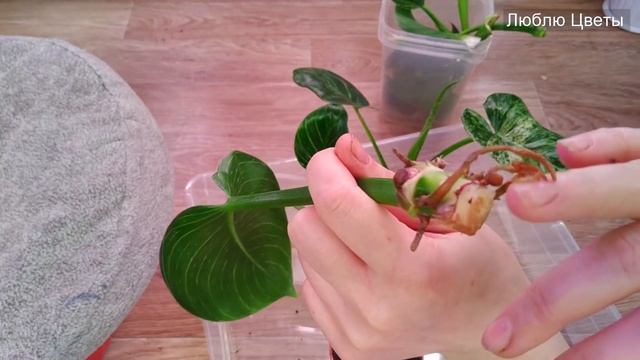 Цветочные будни #3 - Черенкование и укоренение филодендронов смотреть онлайн