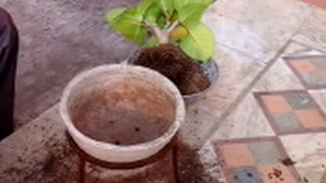 How to make bonsai Indian banyan tree смотреть онлайн
