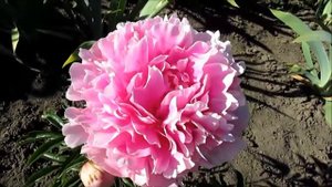 Ярославна  пион  розовый