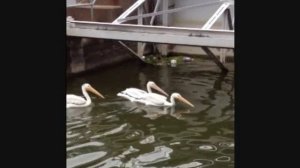 Pelican Swallows a Whole Fish