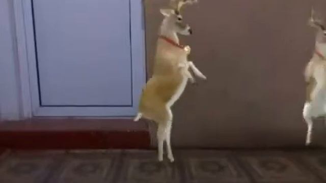Олень кайфует от танца)) смотреть онлайн