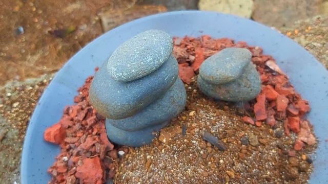 Zen Succulent смотреть онлайн