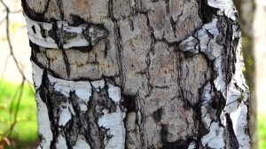 Тест стабилизатора/ Sony FDR AX53 stabilizer test off and intelligent active