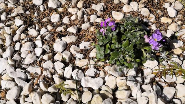 Обриета смотреть онлайн