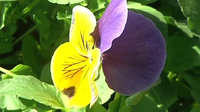 Home Gardener - Cool Season Annuals, Pansies and Diascia смотреть онлайн